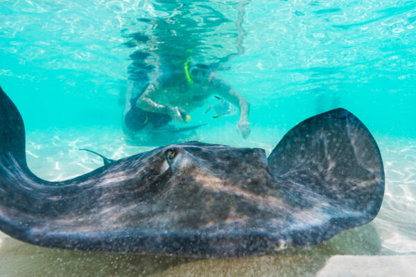 Southern brown stingray (Dasyatis americana) and a snorkeler at Gibbs Cay in the Turks and Caicos