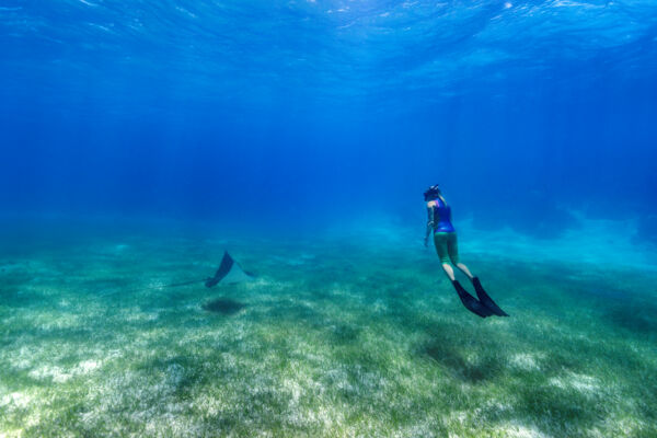 Snorkeler at Smith's Reef with eagle ray