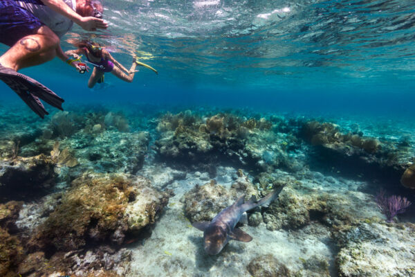 Snorkelers with a nurse shark at a reef in the Turks and Caicos