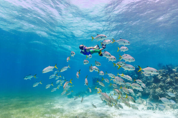 Snorkeler with a school of horse-eye jack fish at Smith's Reef off Providenciales