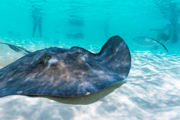 Southern brown stingray (Dasyatis americana) in the Turks and Caicos