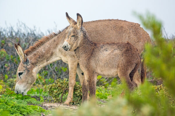 Mother and baby donkey on South Caicos in the Turks and Caicos Islands