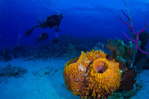 colorful sea sponges and scuba diver off South Caicos