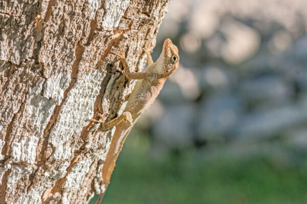 Southern Bahamas anole (Anolis scriptus scriptus) on a tree in Providenciales