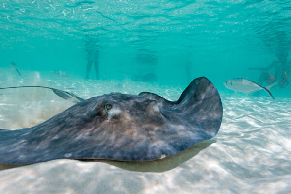 A large southern brown stingray in shallow water in the Turks and Caicos