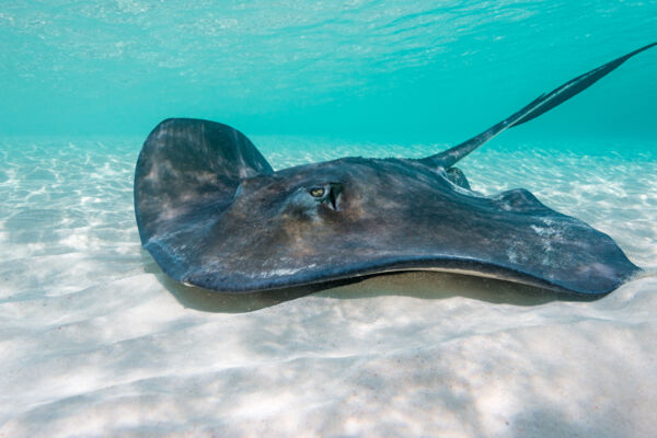 Stingray in shallow water at Gibbs Cay in the Turks and Caicos