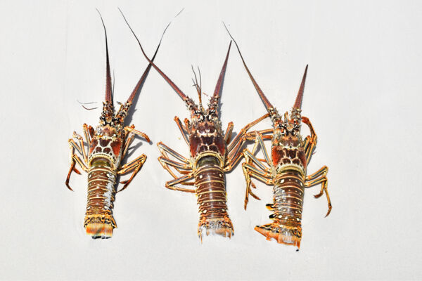 Caribbean spiny lobsters on the beach