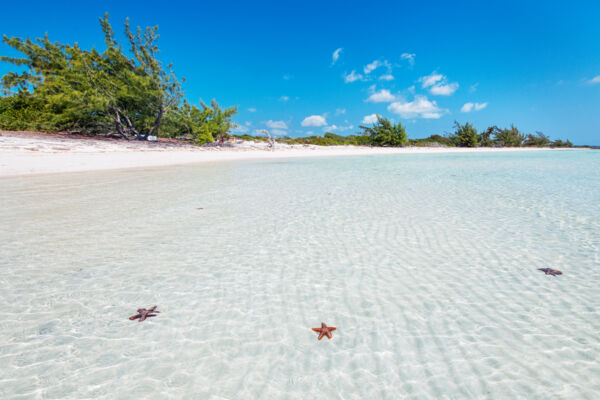 Red thorny starfish in the shallow water at Bermudian Harbour Bay in the Turks and Caicos