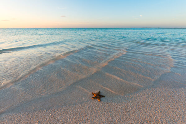 Red thorny starfish on the beach at Bonefish Point on Providenciales at sunset