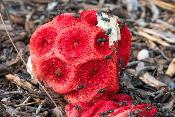 Red stinking cage fungus in Turks and Caicos