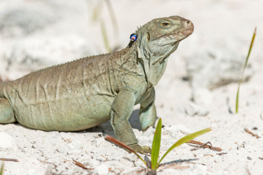 A female adult Turks and Caicos Rock Iguana with identification beads 