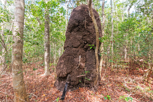 Termite mound on North Caicos 