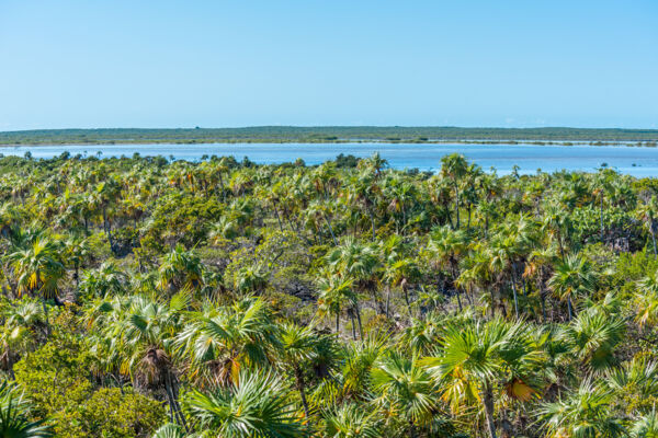 A coastal forest of thatch palms (Coccothrinax inaguensis) on Middle Caicos in the Turks and Caicos