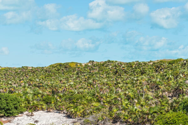 Thatch palms (Coccothrinax inaguensis) on the eastern dunes of West Caicos