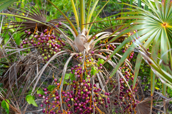 Thatch palm (Coccothrinax inaguensis) seeds, East Caicos