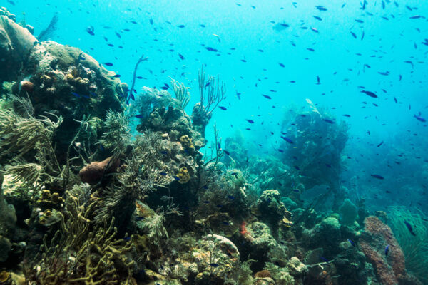 A school of blue chromis on the barrier reef of the Turks and Caicos