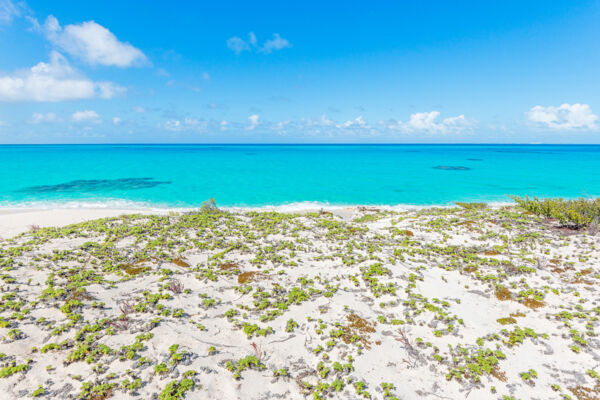 Dune vegetation and the turquoise ocean at North Bay on Salt Cay