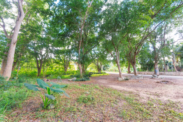 Trees at Kew on North Caicos