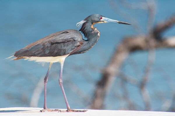 Tri-coloured heron at the Boiling Hole in the salinas of South Caicos