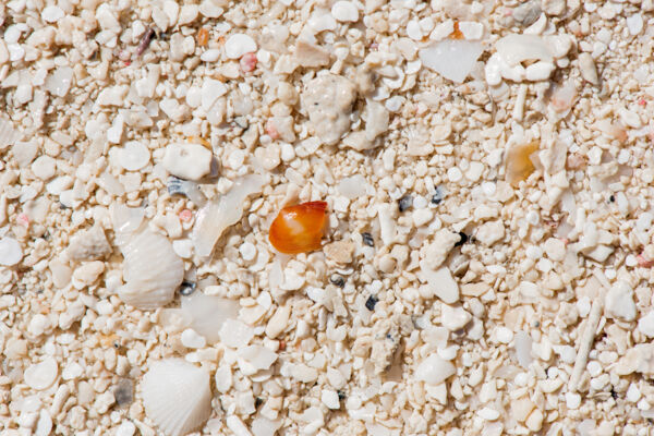 Close-up of beach sand and broken shells in the Turks and Caicos