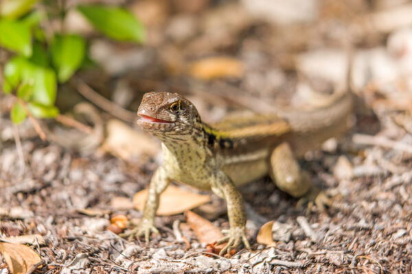 An adult male Turks and Caicos curly-tail lizard (Leiocephalus psammodromus)