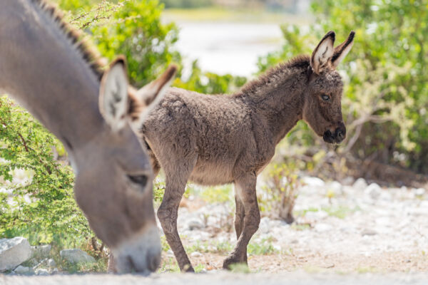 Mother and baby donkey grazing on Grand Turk