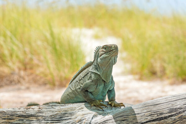 An adult Cyclura carinata iguana in the Turks and Caicos