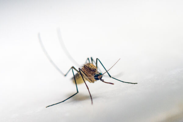 Close-up of an Aedes aegypti mosquito in the Turks and Caicos