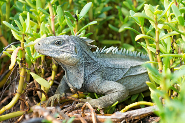 Turks and Caicos Rock Iguana on French Cay