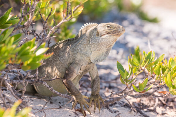 Cyclura carinata Turks and Caicos rock iguana in the dunes at Little Water Cay