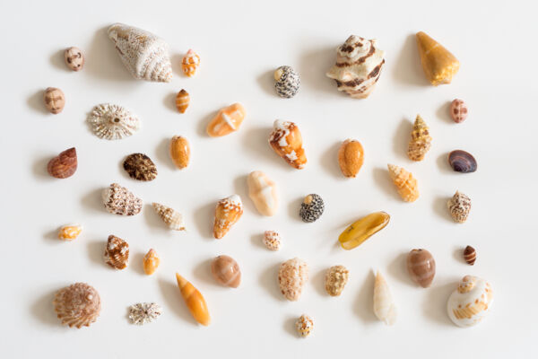 Small seashells from the Turks and Caicos