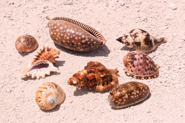 Seashells in the Turks and Caicos