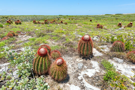 Turk's head cacti on East Cay.