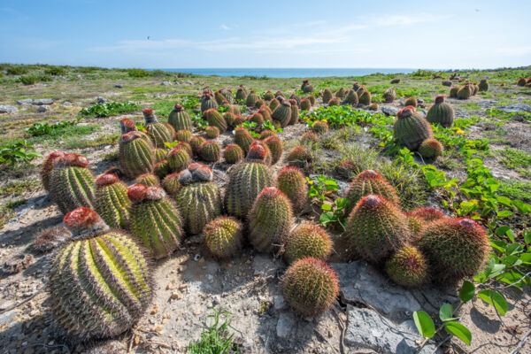 Turks Head Cacti