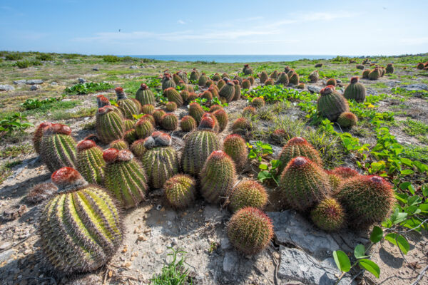 Turk's head cacti.