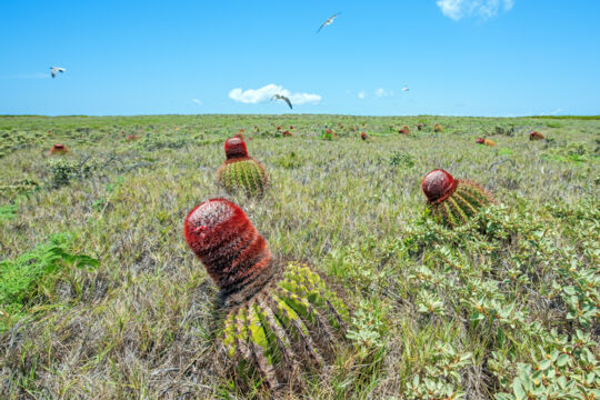 Turk's head cacti growing on a coastal dune plane.