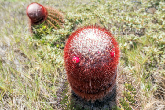 Turk's head cacti fruit.