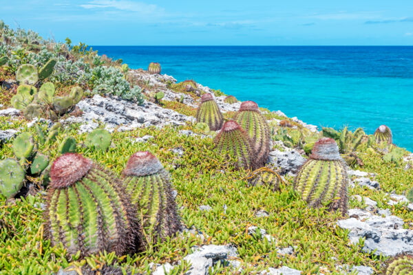 Turks head cacti near the ocean