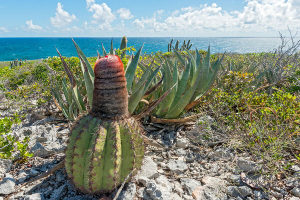 Turks head cacti and sisal in the Turks and Caicos