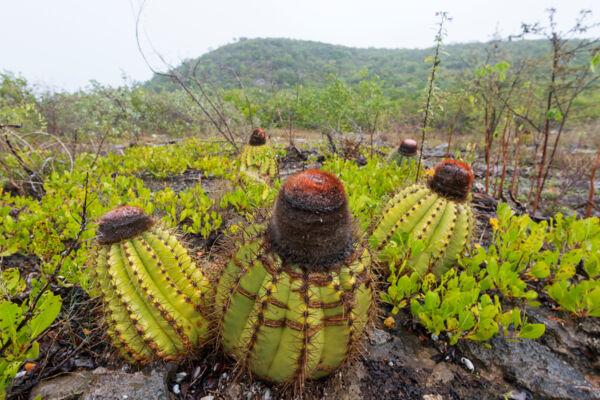 Cactos Turcos de cabeça no calcário perto da Colina de Flamingo Na Caicos Oriental