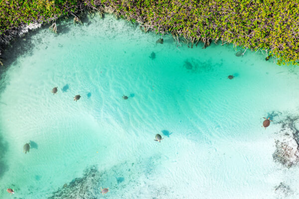 Aerial view of green turtles at Mangrove Cay.