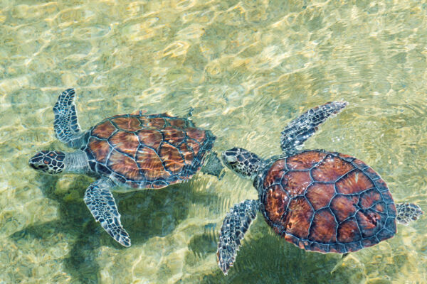 Two green turtles surfacing in a mangrove channel in the Turks and Caicos.