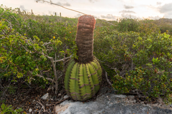 Atypical Turks Head Cacti (Melocactus intortus)