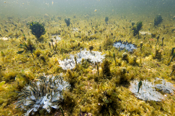 Large numbers of upside-down jellyfish in a wetland in the Turks and Caicos