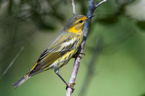 Warbler in a tropical dry forest in the Turks and Caicos 