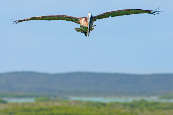 Flying brown pelican at West Harbour Bluff