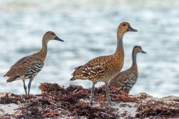 West Indian whistling ducks (Dendrocygna arborea) on East Bay Cay