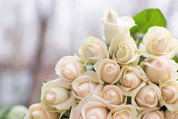 White roses in Turks and Caicos