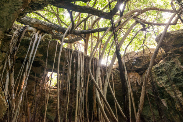 Wild ficus tree roots in a cave in East Caicos