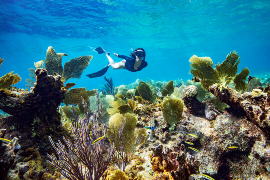 Yellow sea fans and snorkeling at the Turks and Caicos barrier reef.